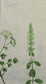TWO Individual Paper Guest Decoupage Napkins - 2828 Dill and Basil Natural Herbs