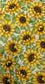 TWO Individual Paper Guest Decoupage Napkins - 1619 Sunflowers Among Us